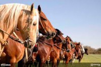 /album/fotogaleria-equinos/images-5-jpg/